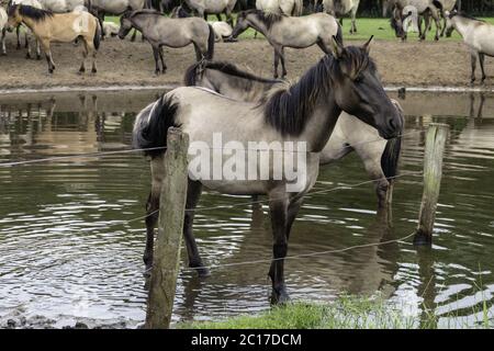 Longing look, wild horses in Merfelder Bruch, Dülmen, North Rhine-Westphalia, June, Stock Photo