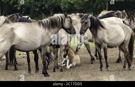 Wildly living horses in the Merfelder break, Dülmen, North Rhine-Westphalia, June, Stock Photo