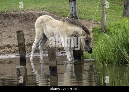 Foals in the water, wildly living horses in the Merfelder break, Dülmen, North Rhine-Westphalia, Jun Stock Photo