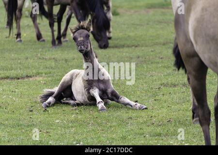 Foals, wildly living horses in the Merfelder break, Dülmen, North Rhine-Westphalia, June, Stock Photo