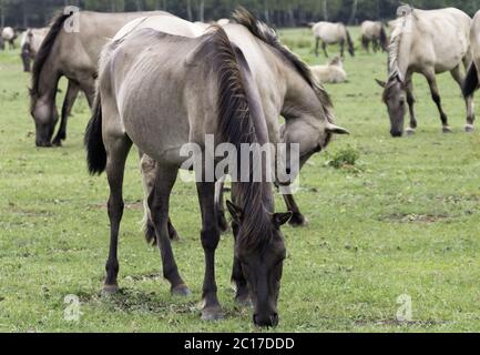 Wildly living horses in the Merfelder break, Dülmen, North Rhine-Westphalia, June, Stock Photo