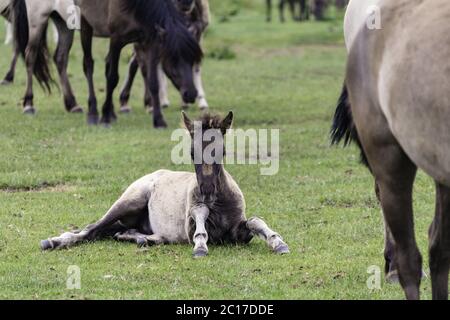 Foals, wildly living horses in the Merfelder break, Dülmen, North Rhine-Westphalia, June, Stock Photo