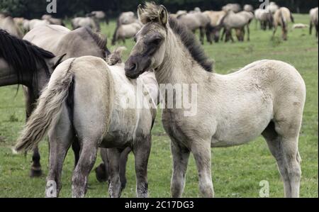 Foals, wildly living horses in the Merfelder break, Dülmen, North Rhine-Westphalia, June, Stock Photo