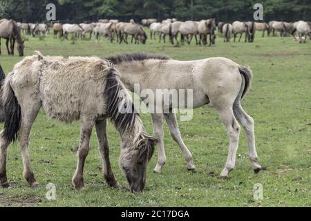 Wildly living horses in the Merfelder break, Dülmen, North Rhine-Westphalia, June, Stock Photo