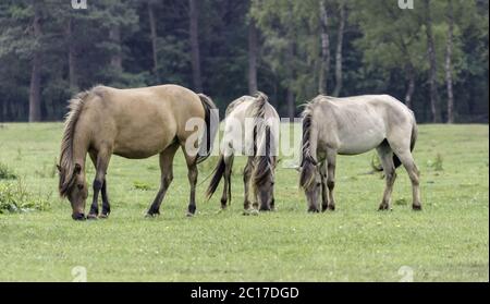 Wildly living horses in the Merfelder break, Dülmen, North Rhine-Westphalia, June, Stock Photo