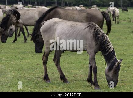 Wildly living horses in the Merfelder break, Dülmen, North Rhine-Westphalia, June, Stock Photo