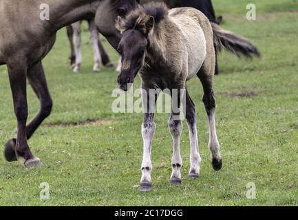 Foals, wildly living horses in the Merfelder break, Dülmen, North Rhine-Westphalia, June, Stock Photo