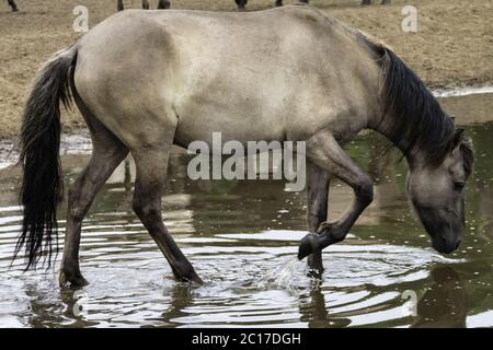 Thirsty, wildly living horses in the Merfelder break, Dülmen, North Rhine-Westphalia, June, Stock Photo