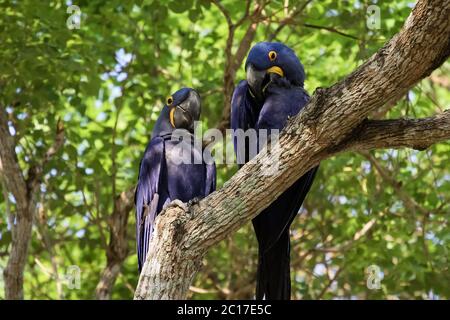Pair of Hyacinth macaws perching together on a branch, Pantanal, Brazil Stock Photo