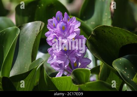 Close up of a Eichhornia, water hyacinth, Pantanal Brazil Stock Photo