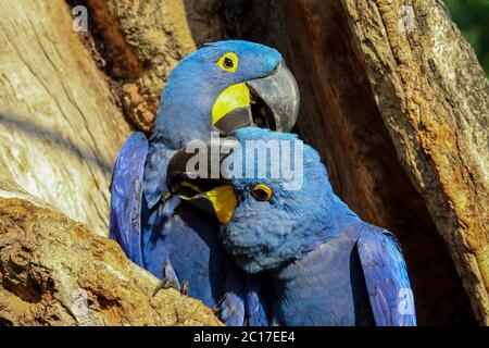 Close up of a pair of Hyacinth macaws nestle together  in a tree hole, Pantanal, Brazil Stock Photo