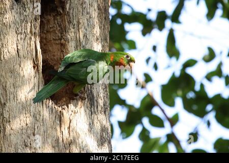 White eyed parakeet perching at a tree hole, Pantanal, Brazil Stock Photo