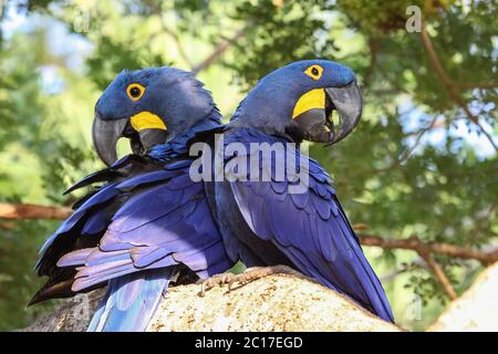 Pair of Hyacinth macaws perching together on a branch, Pantanal, Brazil Stock Photo