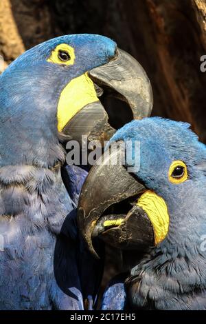 Portrait of Hyacinth macaws nestling together  in a tree hole, Pantanal, Brazil Stock Photo