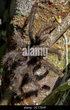 Close up of a Tarantula in the Amazon rainforest, Brazil Stock Photo