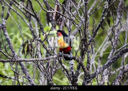 Red breasted toucan sitting on a branch in Atlantic forest, Itatiaia, Brazil Stock Photo