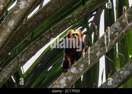 Golden headed lion tamarin in a palm tree, Una, Bahia, Brazil Stock Photo