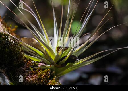 Tropical epiphyte in sunglight, Bahia, Brazil Stock Photo