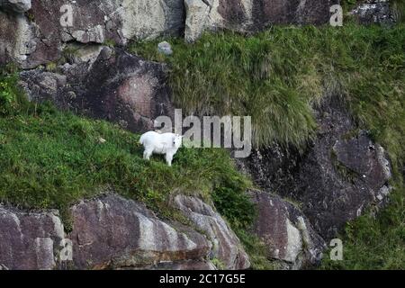 Mountain goat climbing in steep cliffs, Kenai Fjords National Park, Alaska Stock Photo