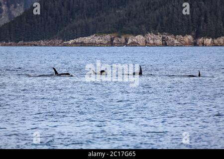 Group of Orcas or Killer whales swimming on the water surface, Kenai Fjords National Park, Alaska Stock Photo
