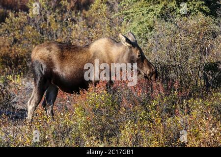 Young Moose in the late afternoon light in Denali National Park, Alaska Stock Photo