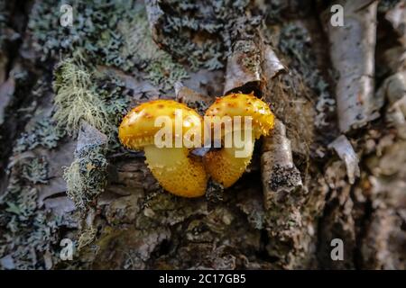 Two shiny yellow fungi outgrowing a tree bark, Talkeetna, Alaska Stock Photo