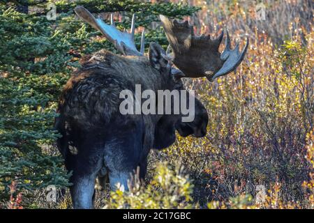 Rear view of an impressive male Moose in the late afternoon light in Denali National Park, Alaska Stock Photo