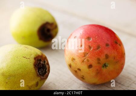 Apples with dark spots are going to rot. Stock Photo