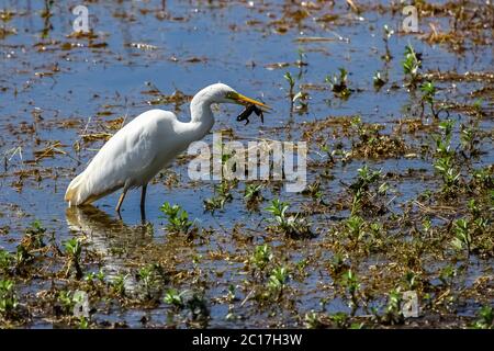 Great egret feeding on a frog in the wetland, Yellow Water, Kakadu National Park, Australia Stock Photo