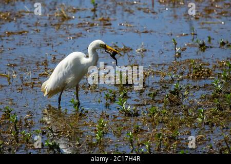 Great egret feeding on a frog in the wetland, Yellow Water, Kakadu National Park, Australia Stock Photo