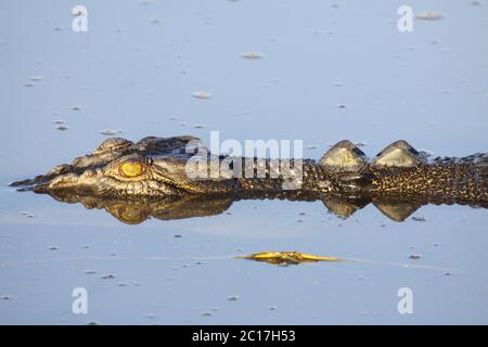 Saltwater crocodile floating on the river surface, Yellow Water, Kakadu National Park, Australia