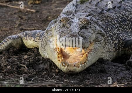 Saltwater crocodile lying on the riverbank with open mouth, Yellow Water, Kakadu National Park, Aust Stock Photo