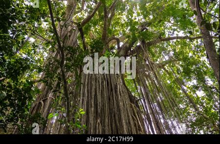 Majestic Curtain fig tree in the rainforest, Yungaburra, Atherton Tablelands, Queensland, Australia