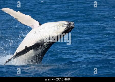 Humpback whale breaching, Hervey Bay, Queensland Stock Photo