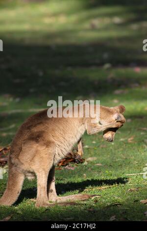 Pretty face or whiptail wallaby scratching its ears, Carnarvon Gorge, Queensland, Australia Stock Photo