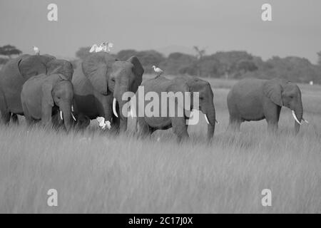 Elephant Group Amboseli - Big Five Safari -Herons African bush elephant Loxodonta africana Stock Photo