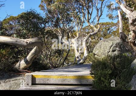 Boardwalk with wonderful Snow gums, Kosciuszko NP, New South Wales, Australia Stock Photo