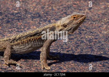 Central bearded dragon on a slab of rock, South Australia Stock Photo