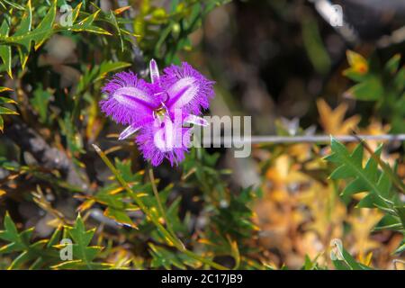 Close up of a branching fringe lily, Western Australia Stock Photo