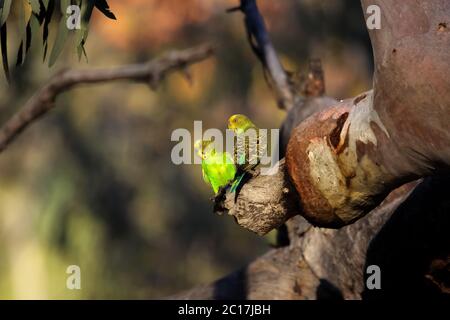 Couple of Budgerigars perching on a a branch in the afternoon light, KIngs Canyon, Northern Territor Stock Photo