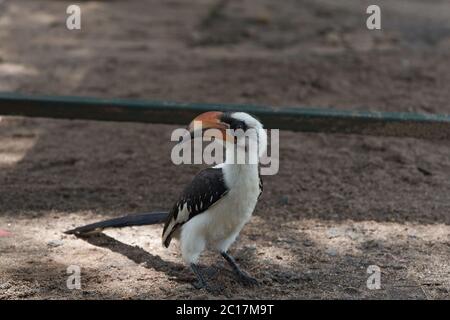 Northern Red Billed Hornbill Tockus Erythrorhynchus Portrait Africa Stock Photo