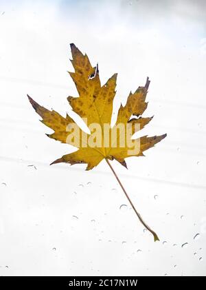 Natural single yellow maple tree leaf isolated against bright white background Stock Photo