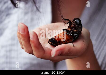 Madagascar hissing cockroach Gromphadorhina portentosa are sitting on hand of girl. Stock Photo