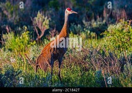 A Sandhill Crane (Grus canadensis) poses in the late-afternoon sun in the Timber Lakes area near Heber City, Wasatch County, Utah, USA. Stock Photo