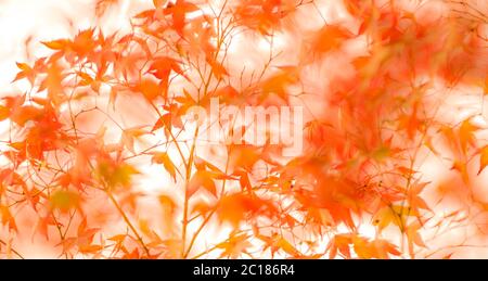 defocused red leaves, perfect autumn background Stock Photo