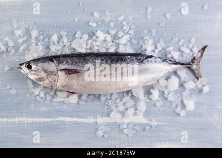 Fresh tuna fish on ice Stock Photo