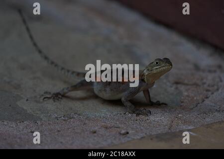 Common agama red headed rock agama or rainbow agama a lizard family Agamidae female Amboseli Kenya Stock Photo