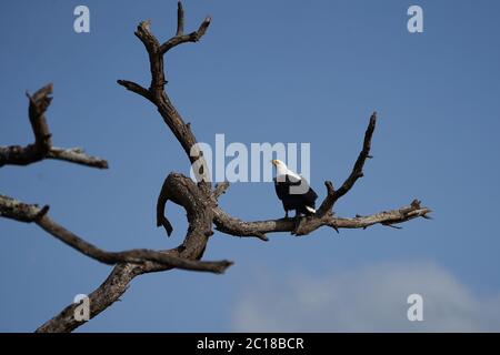 African Fish Sea Eagle Catching Fish Lake Hunting Haliaeetus vocifer Stock Photo