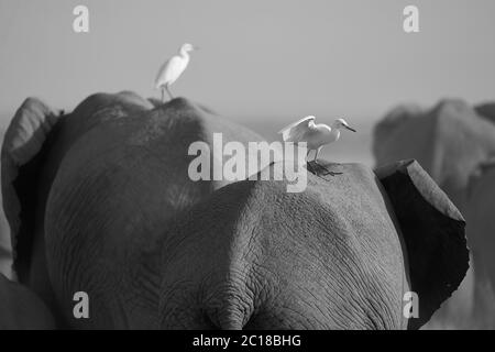 Elephant Group Amboseli - Big Five Safari -Herons African bush elephant Loxodonta africana Stock Photo