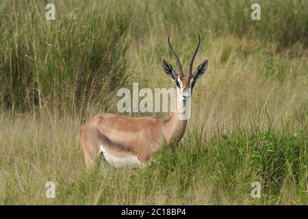 Thomson Thomsons Gazelle Eudorcas thomsonii Antelope Portrait Africa Safari Stock Photo